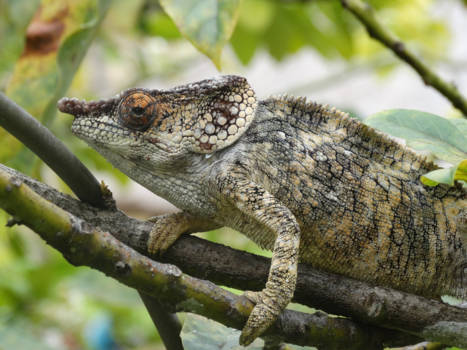 Madagaskar - Moeders mooiste 1