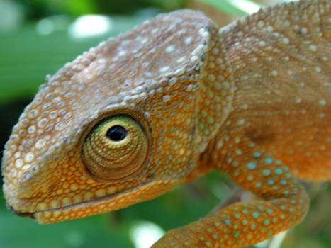 Madagaskar - Klein maar eigenwijs