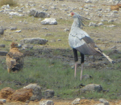 Etosha National Park - Wie geeft op? Wie is de slimste vogel?