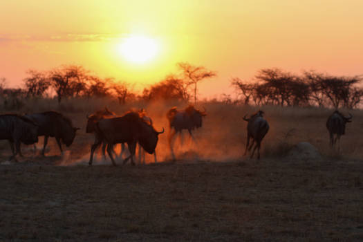 Zimbabwe - Wildabeast sunset