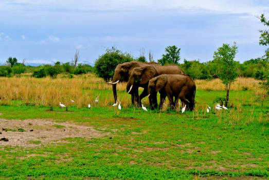 Zambia - elephant family