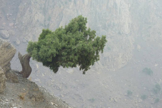 Marokko - natuurlijke bonsai