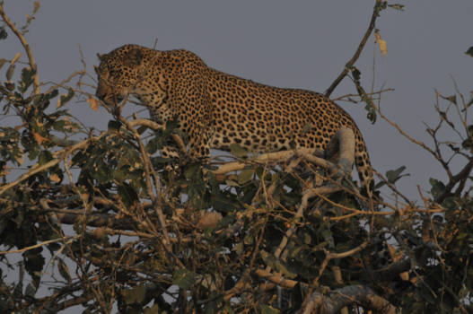 Zambia - Wildlife must be protected