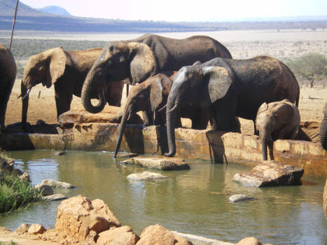 Kenia - Safari. Kenia