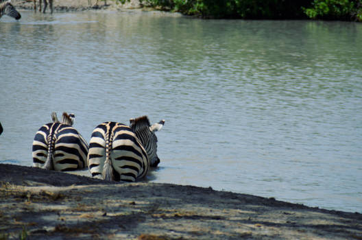 Tanzania - Zebra billetjes
