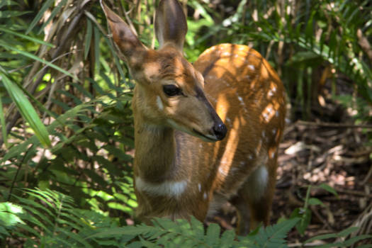 Victoria Falls (Zimbabwe) - Bushbuck