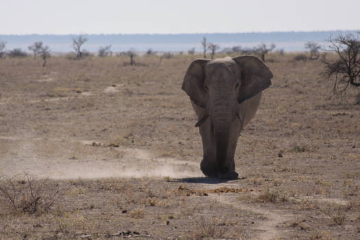 Etosha National Park - Olifantenpaadje