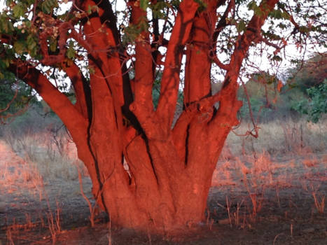 South Luangwa National Park - Warme schoonheid!