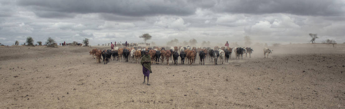 Tanzania - Masai Herd