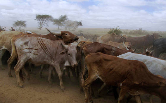 Masai Mara - Stofopwerpende koeien van de Masai