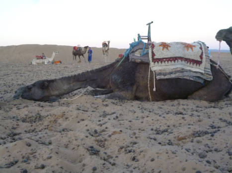 Marokko - Kameel die nog even van zijn slaap geniet voor hij weer aan het werk moet