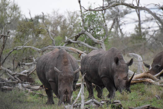 Malawi - Neushoorns met een vogeltje