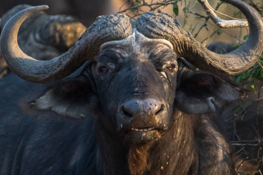 Chobe National Park - Close up with a Buffalo
