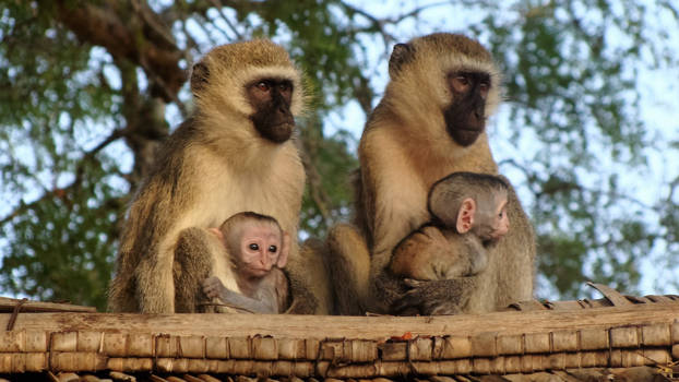 Kenia - Sometimes miracles come in pairs