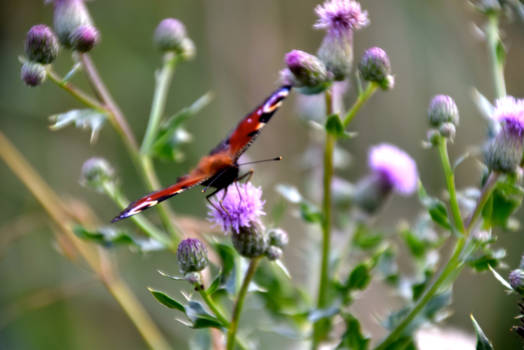 Wild Coast - de late lente