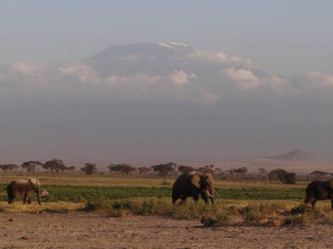 Kilimanjaro - Alle wilde dieren voor de Kilimanjaro