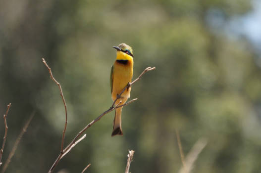 eSwatini (voorheen Swaziland) - Bijeneter