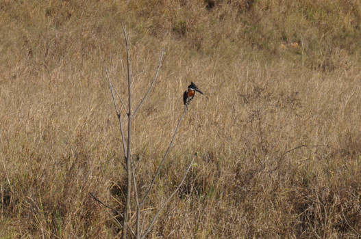 eSwatini (voorheen Swaziland) - Reuze ijsvogel