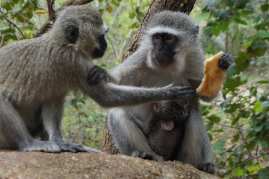 eSwatini (voorheen Swaziland) - Aapjes