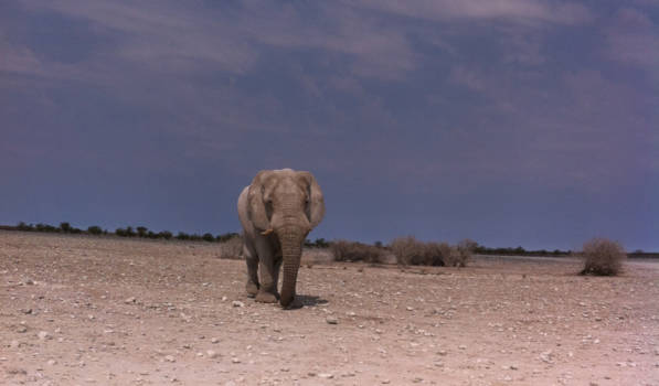 Namibië - Die kwam recht op de auto af