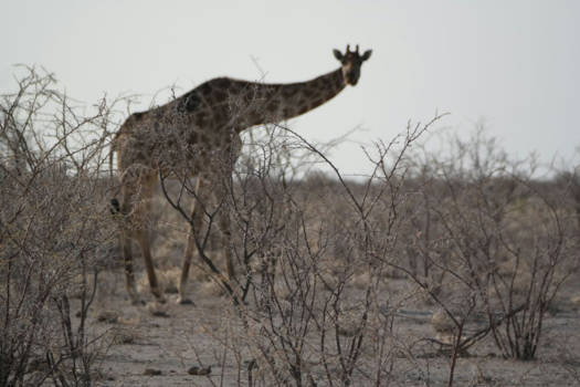 Namibië - Giraffes zijn altijd mooi
