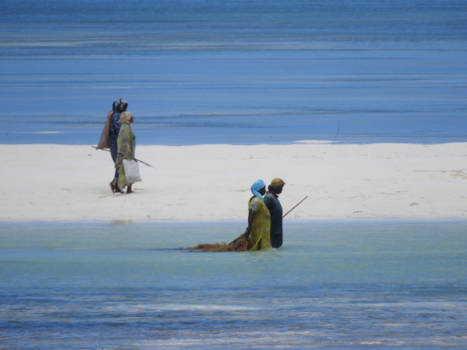 Stranden van Zanzibar - Werkende vrouwen op zanzibar, zoekend naar zeewier om gezichtscrème van te maken.