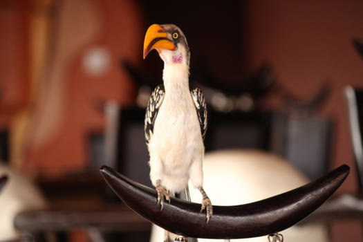 Kenia - Bezoek tijdens het eten