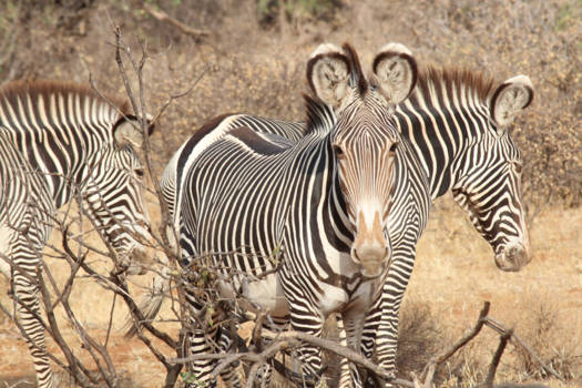 Kenia - Grevy zebra's in Samburu
