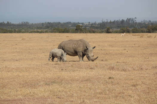Kenia - Neushoorn families in Sweet Waters