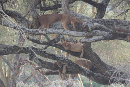 Kenia - Leeuwen in Nakuru