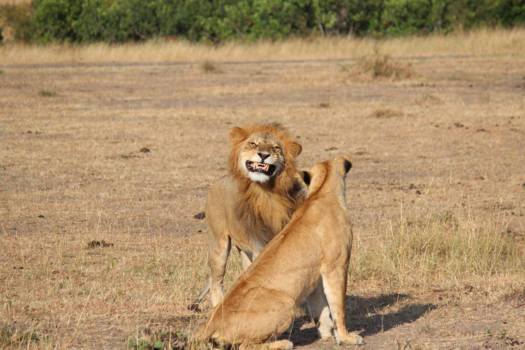 Kenia - Leeuwen op huwelijksreis