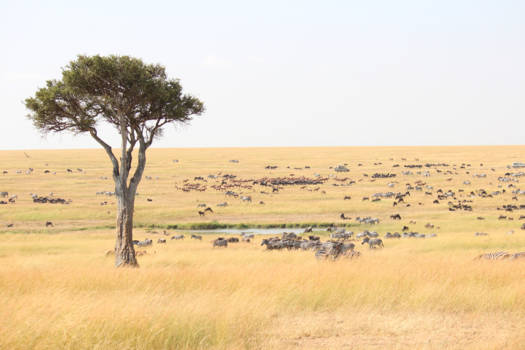 Kenia - Begin van de grote oversteek