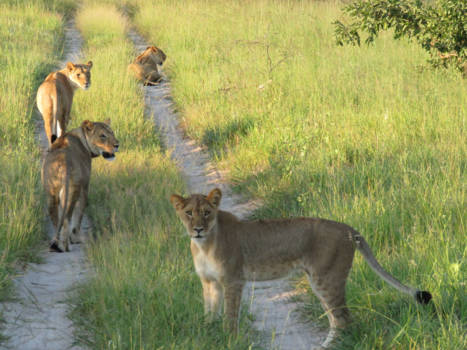 Hwange National Park - Lions in Zimbabwe