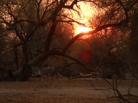 Namibië - Ezel op weg naar slaapmutsje bij drinkplaats