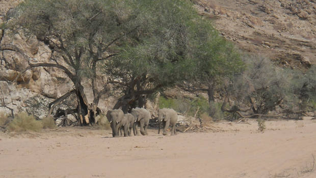 Namibië - Machtig schouwspel als je in de verte een groepje woestijnolifanten door de droge rivierbedding op je af ziet komen.
