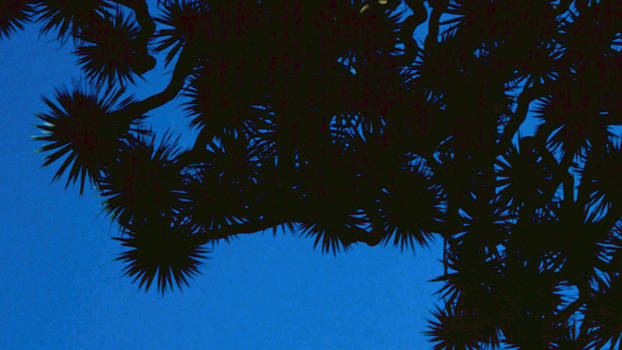 Casablanca - Dracaena draco