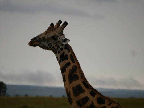 Murchison Falls national park - Uganda, Murchison Falls National Park