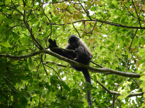 Oeganda - aap in de boom