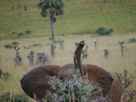 Murchison Falls national park - kiekeboe