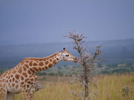 Murchison Falls national park - Beauty of Uganda