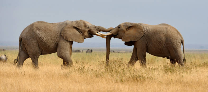 Kenia - Friendly fight