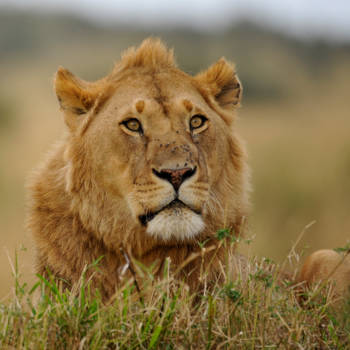 Kenia - Loopt er nog een lekker hapje?