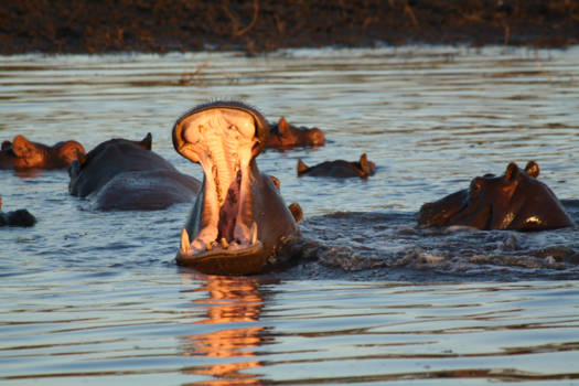 Okavango Delta - Shining Hippo