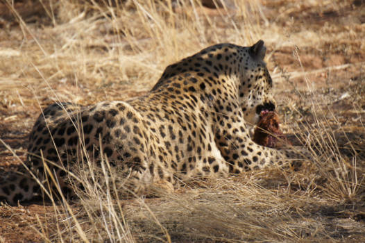 Namibië - Voederen!