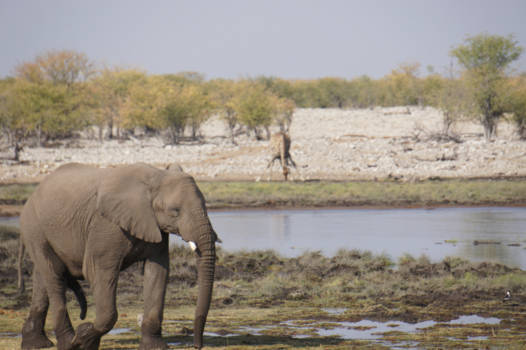 Namibië - Etosha National Park