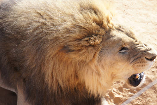 Namibië - Voederen!