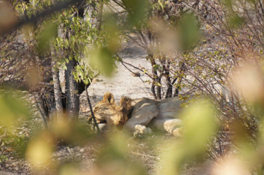 Namibië - Etosha National Park