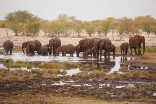 Namibië - Etosha National Park