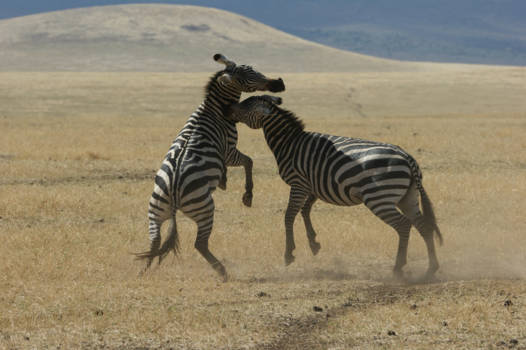 Ngorongoro krater - Vechtende zebra's in de Ngogororo krater