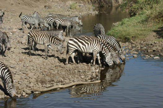 Serengeti National Park - Drinkende zebra's in de Serengeti National Park